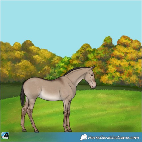 Horse Color:Liver Red Dun 