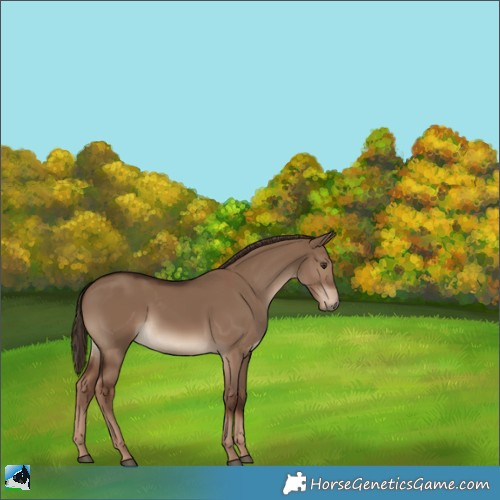 Horse Color:Liver Red Dun 