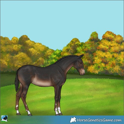 Horse Color:Liver Chestnut 