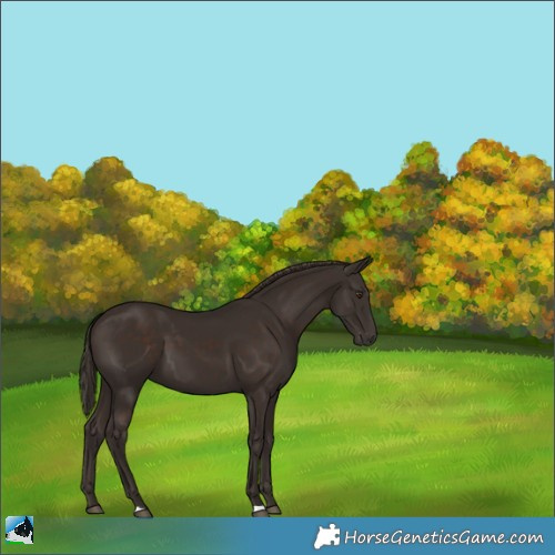Horse Color:Liver Chestnut 