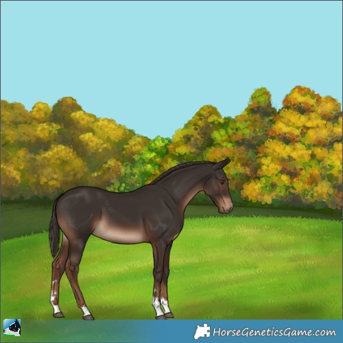 Horse Color:Liver Chestnut 
