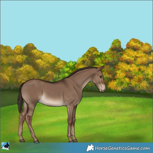 Horse Color:Liver Red Dun 