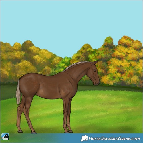Horse Color:Chocolate Palomino 