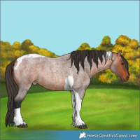 Horse Color:Bay Roan Tobiano