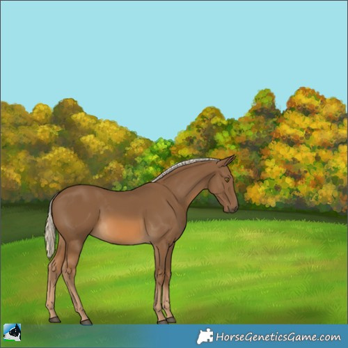 Horse Color:Chocolate Palomino