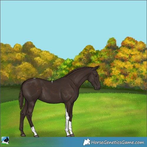 Horse Color:Liver Chestnut Tobiano 