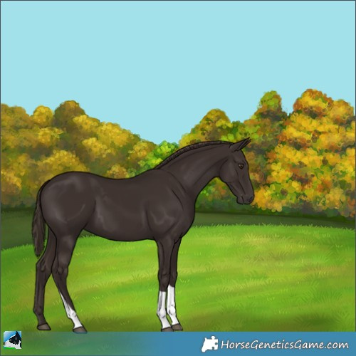 Horse Color:Liver Chestnut Tobiano 