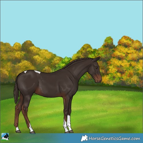 Horse Color:Liver Chestnut Tobiano 