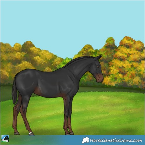Horse Color:Liver Chestnut 