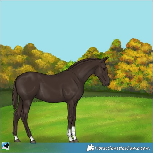 Horse Color:Liver Chestnut Tobiano 