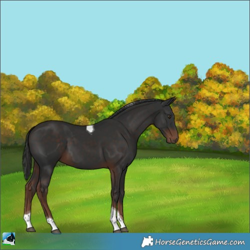 Horse Color:Liver Chestnut Tobiano 