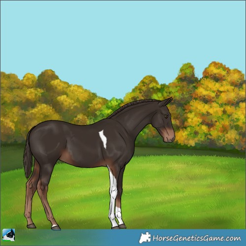 Horse Color:Liver Chestnut Tobiano 