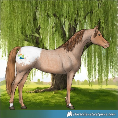 Horse Color:Red Roan Appaloosa