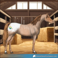Horse Color:Red Roan Snowcap