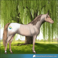 Horse Color:Red Roan Appaloosa 