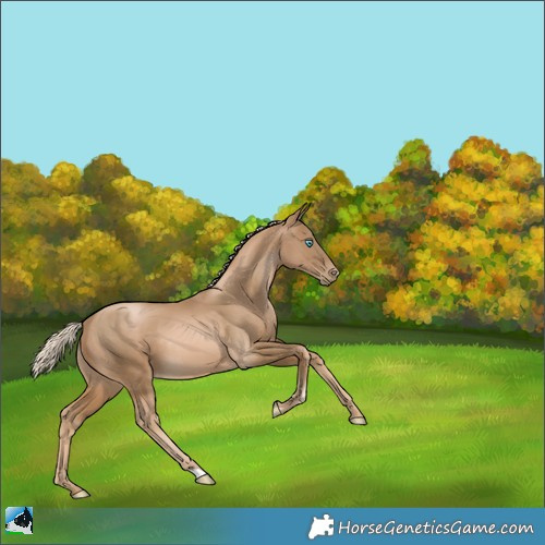 Horse Color:Chocolate Palomino Pearl Rabicano 