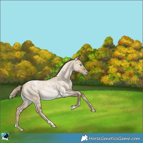Horse Color:Gray Chocolate Palomino Roan Pearl Dun Rabicano 