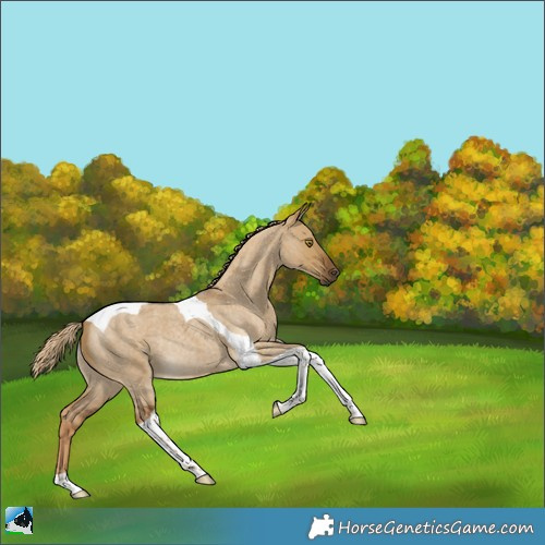 Horse Color:Chocolate Palomino Roan Dun Tobiano Rabicano 