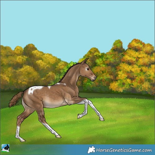 Horse Color:Gray Liver Red Dun Tobiano Rabicano