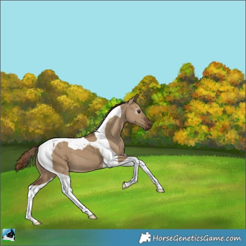 Horse Color:Gray Liver Red Dun Tobiano 