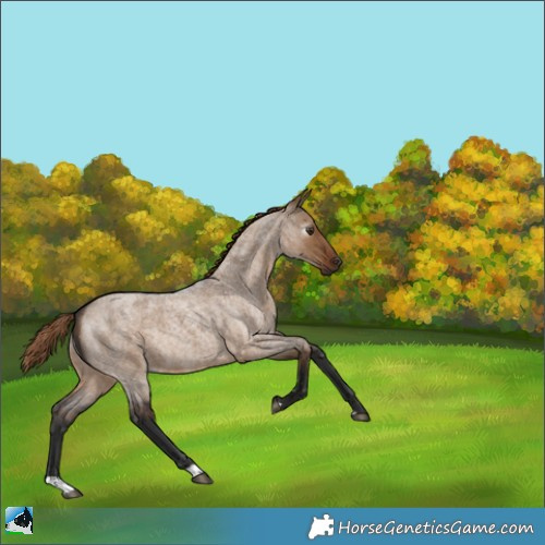 Horse Color:Gray Liver Red Dun Roan Rabicano 