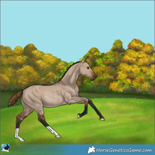 Horse Color:Liver Red Dun Rabicano 