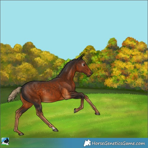 Horse Color:Gray Chocolate Palomino Rabicano 