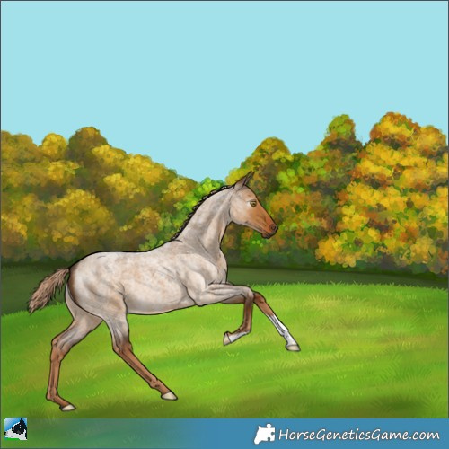 Horse Color:Gray Chocolate Palomino Roan Dun 