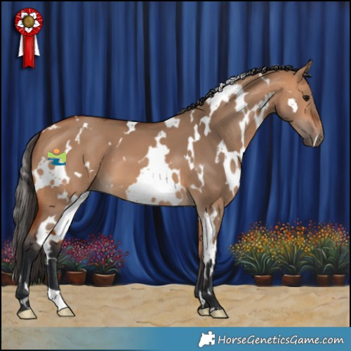 Horse Color:White Spotted Bay Dun 