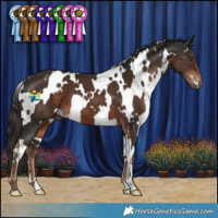 Horse Color:White Spotted Liver Chestnut