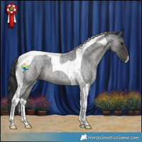 Horse Color:Blue Roan Tobiano 