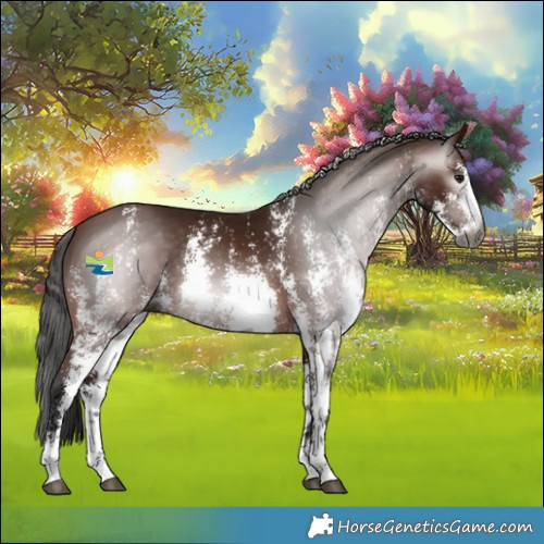 Horse Color:Gray Bay Sabino 