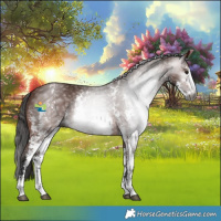 Horse Color:Gray Bay Sabino 
