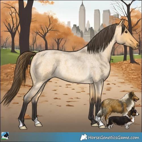 Horse Color:Buckskin Roan Dun