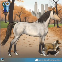 Horse Color:Buckskin Roan Dun