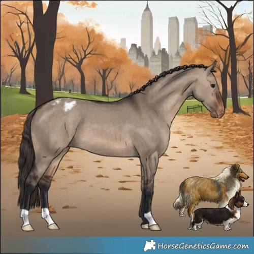 Horse Color:Brown Dun Appaloosa