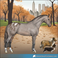 Horse Color:Brown Dun Blanket