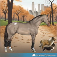 Horse Color:Brown Dun Appaloosa 