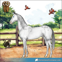 Horse Color:Blue Roan Splash Appaloosa