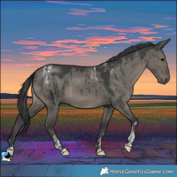 Horse Color:Powder White Grullo Rabicano Brindle 