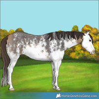 Horse Color:Buckskin Sabino Splash