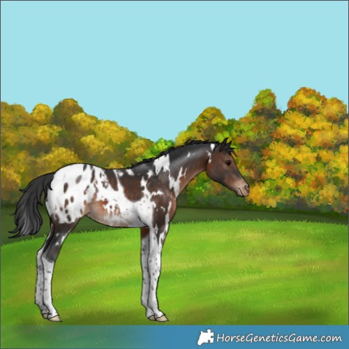 Horse Color:White Spotted Brown Tobiano Appaloosa 