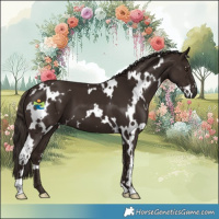 Horse Color:White Spotted Liver Chestnut