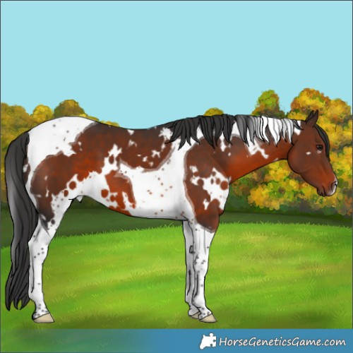 Horse Color:White Spotted Brown Tobiano 