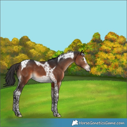 Horse Color:Brown Tobiano Frame 