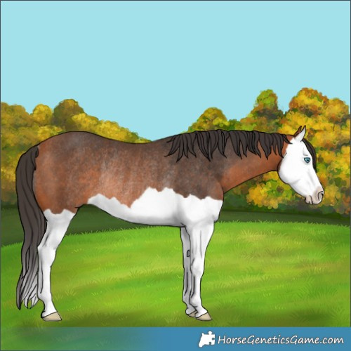 Horse Color:Bay Splash Rabicano 