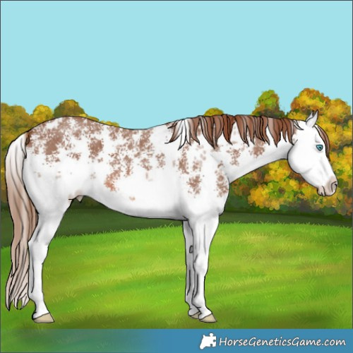 Horse Color:Chestnut Sabino Splash 