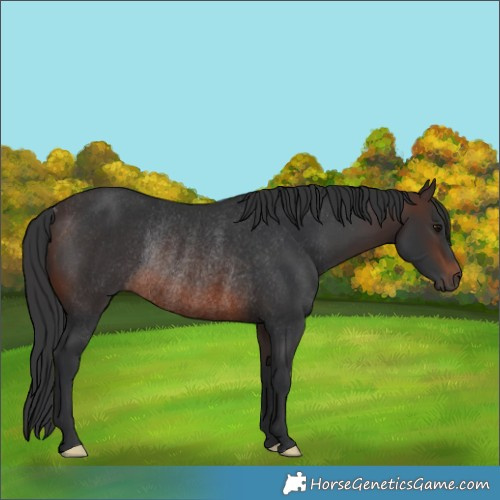 Horse Color:Brown Rabicano 