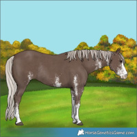 Horse Color:White Spotted Silver Black Rabicano 