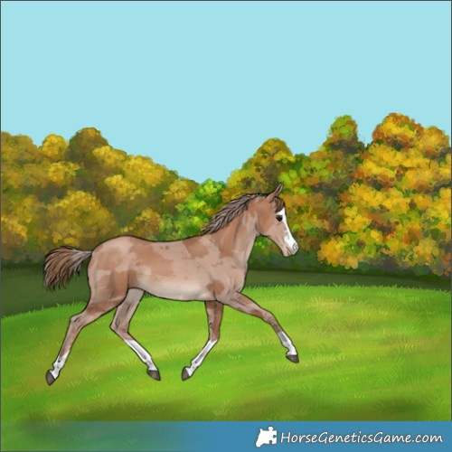 Horse Color:Black Pearl Merle 